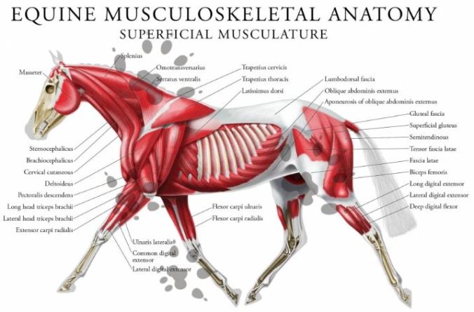 equine system